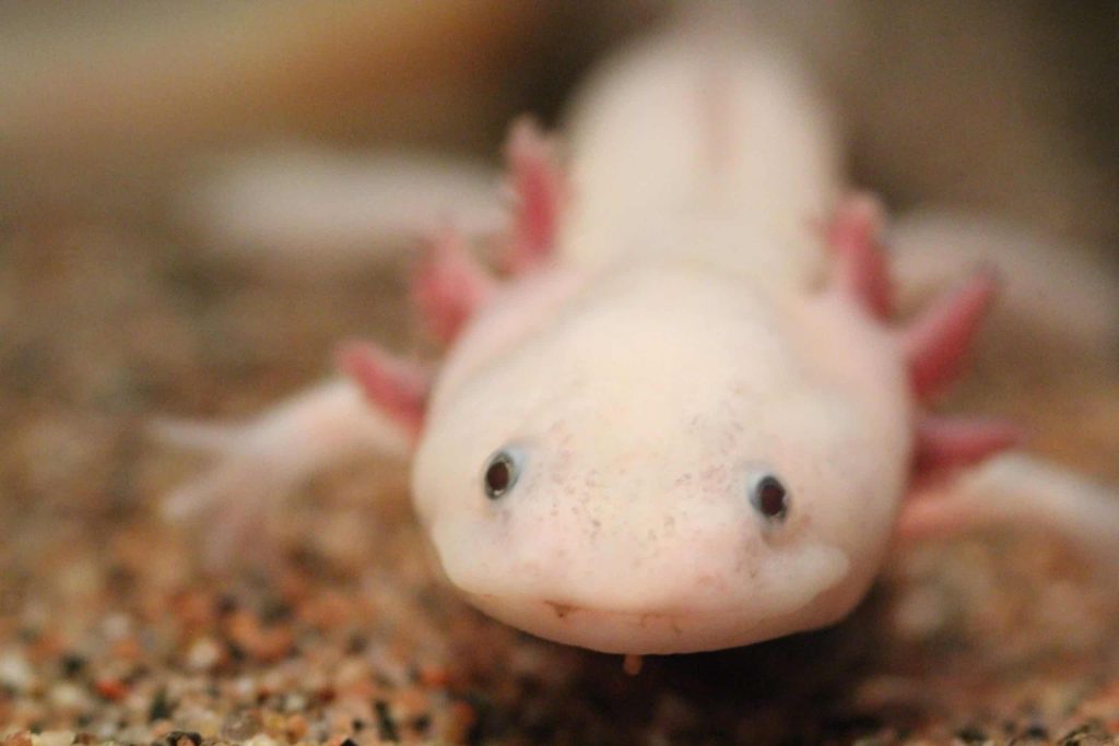 Axolotl